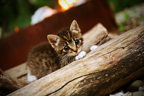 开云体育官网-休城烈焰，熔盐湖坚冰，杰伦·格林高能风暴引领勇士式冲锋