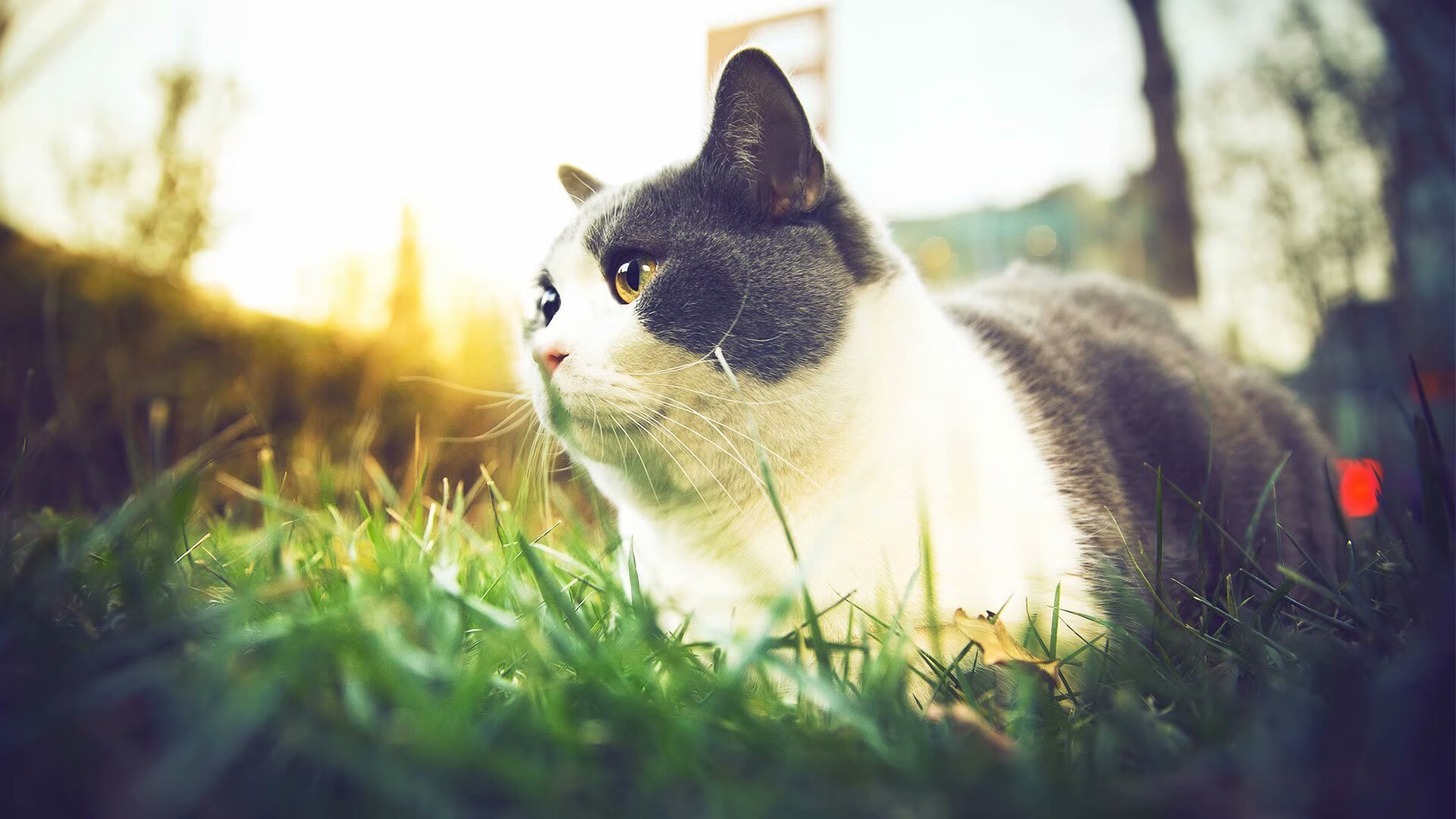 佩德里，用定义比赛的方式告别贝尔时代