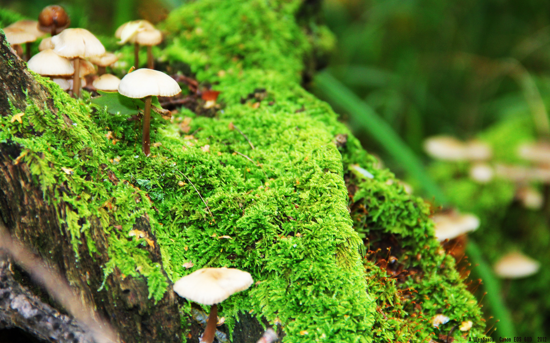 死神挥镰,骑士破局—杜兰特47分弑旧主,骑士加时鏖战逆转雷霆