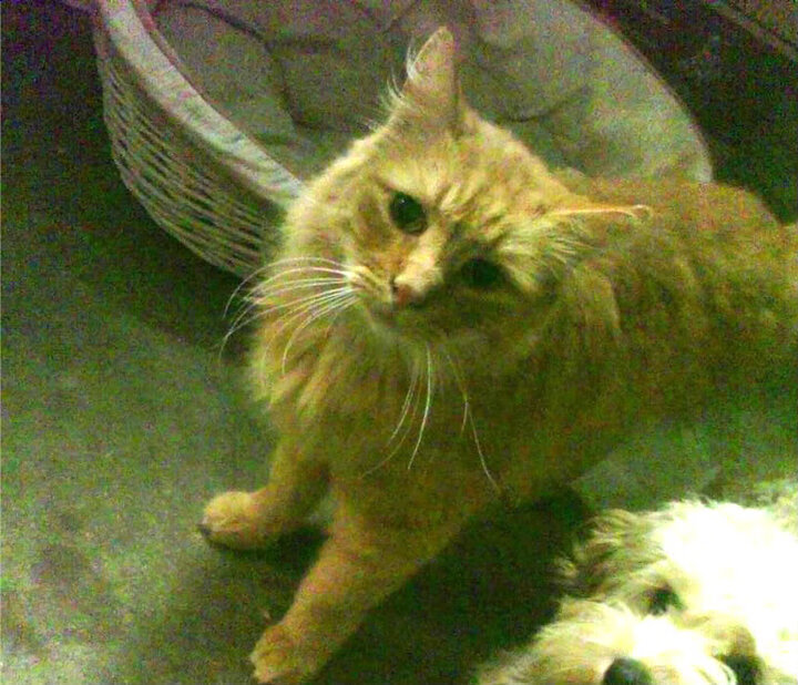 开云体育APP下载-南美铁骑的德式引擎，当格纳布里为乌拉圭撕开欧洲红魔