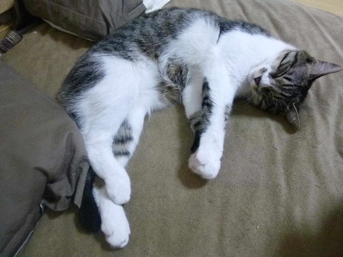 开云体育APP下载-冰与火之歌，欧文无解单打，快船火力吞噬太阳