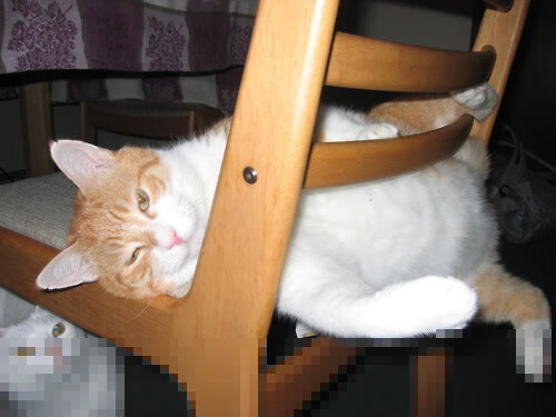 当开拓者席卷绿茵场，范弗利特的欧冠淘汰赛接管艺术