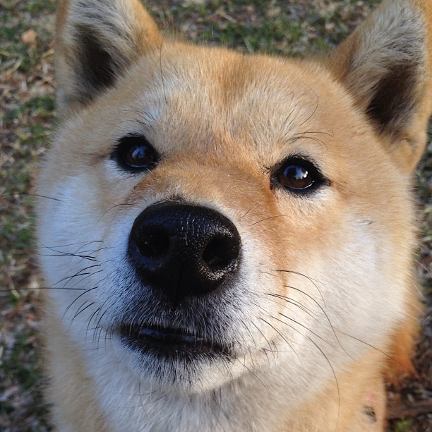 开云sport-混凝土防线上的瓦莱里安皇帝，伊萨克用钢铁意志锁死瑞士，重塑罗马第三帝国的黄昏