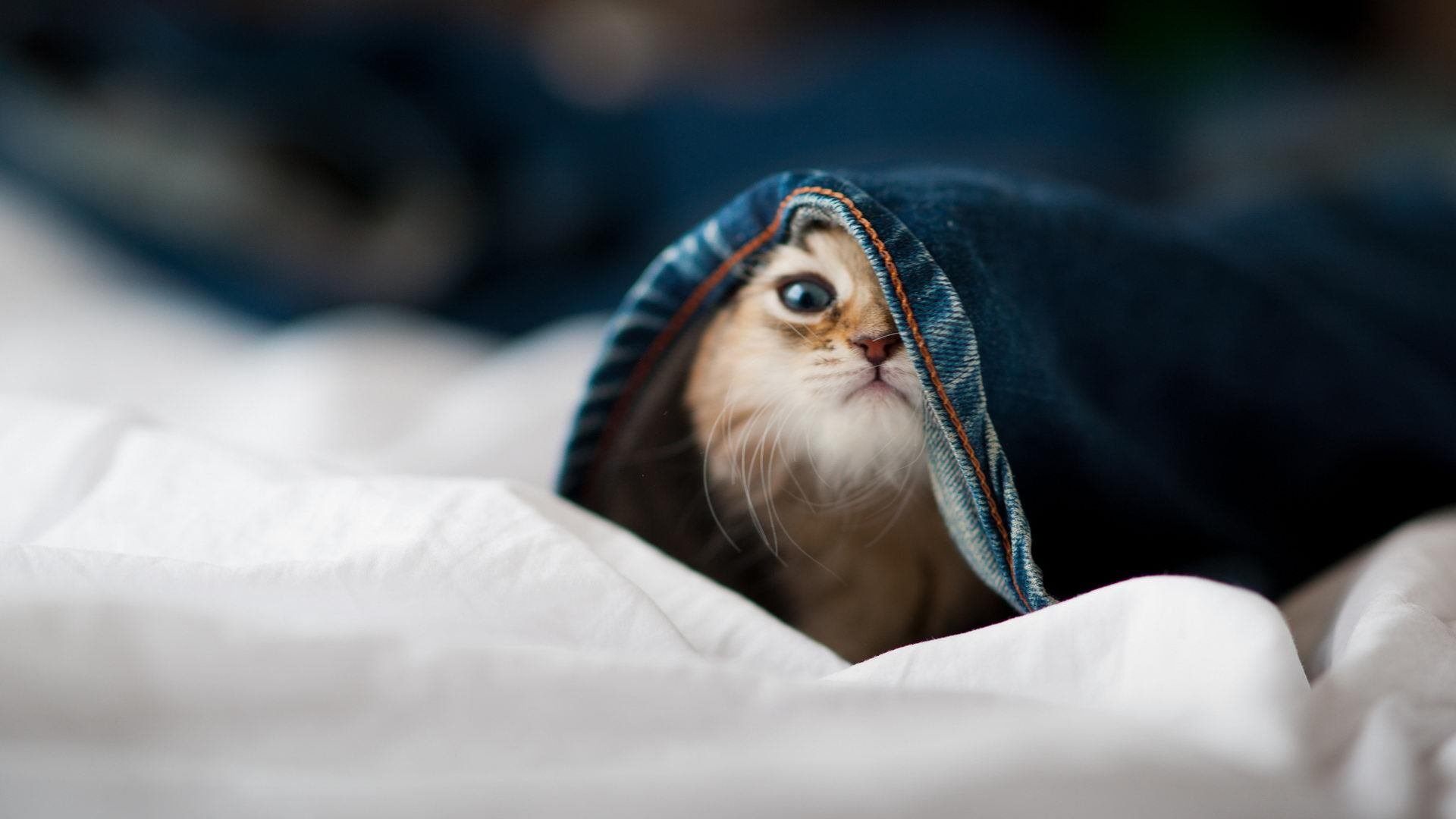 开云体育app-遥控器上的战争，绿茵攻防与篮球火力在同一个夜晚沸腾