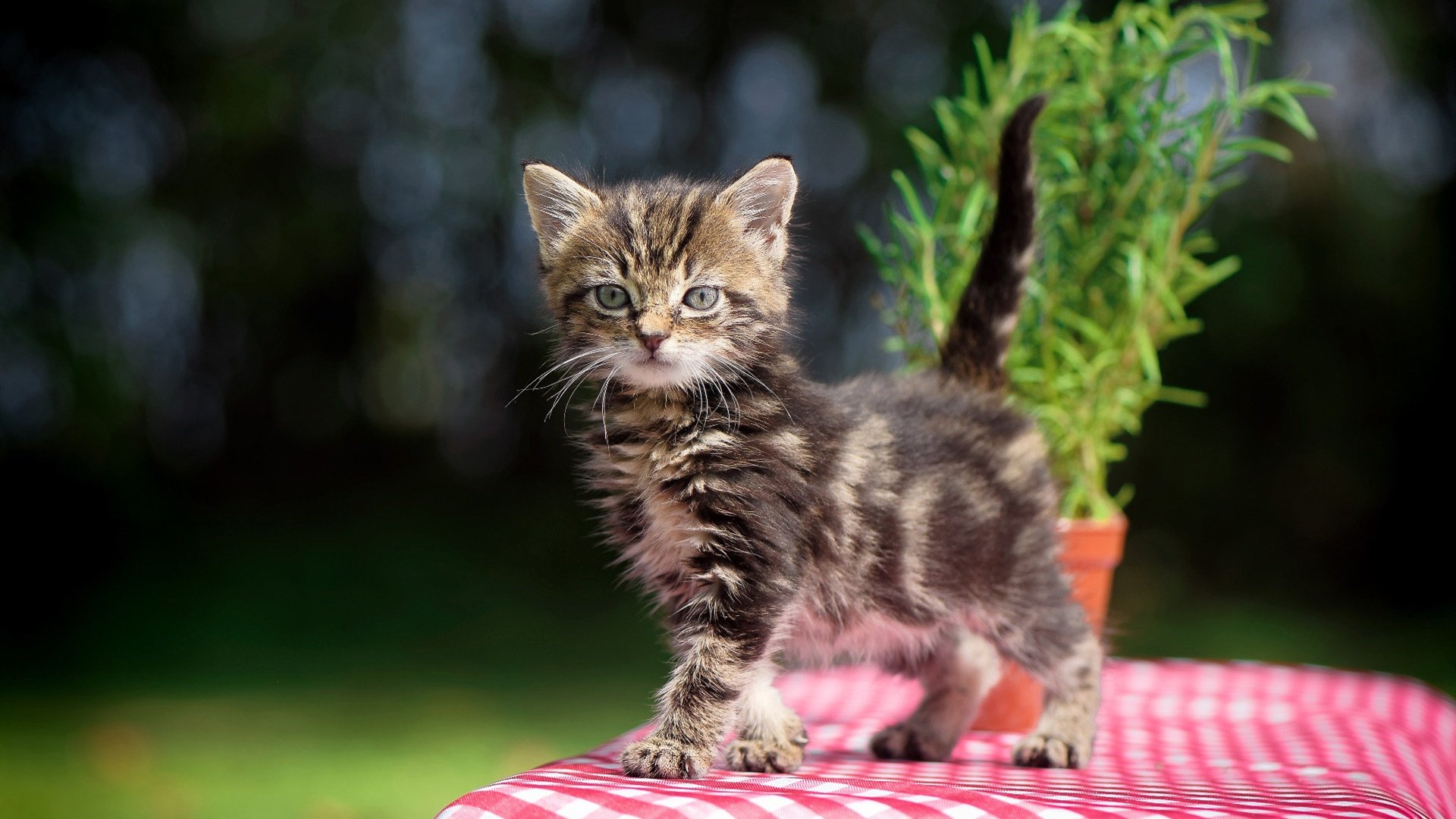 开云体育中国-舞台为谁而亮？欧文用顶级表演定义大场面