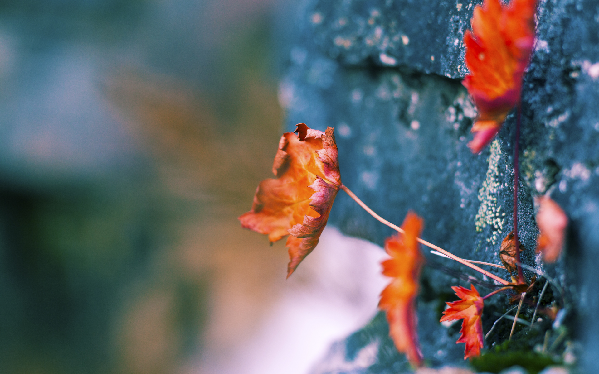 蓝色风暴席卷伊比利亚,巴斯托尼的完美交响曲击碎葡萄牙黄金梦