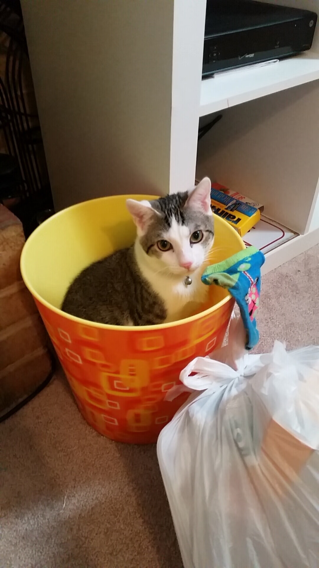 约基奇！全球辽宁球迷共同的硬仗之王