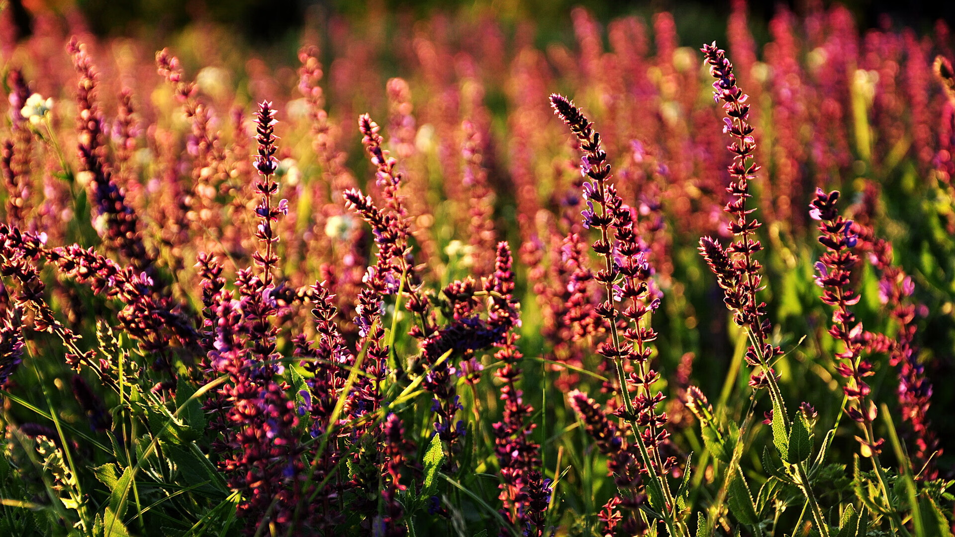 鏖战达拉斯！莫兰特星爆时刻击破独行侠