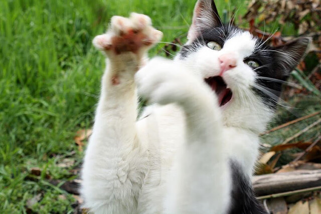 开云体育中国-唯一性的双重奏，塞维利亚德比争冠胜出与伊萨克纪录之夜的辉煌