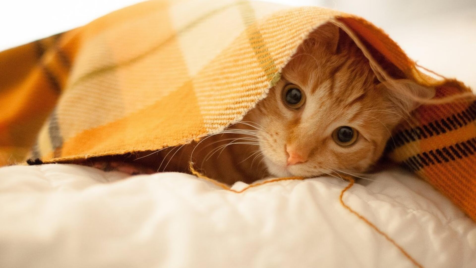 改写命运的五分钟,哈登导演费城一波流踏平北岸花园