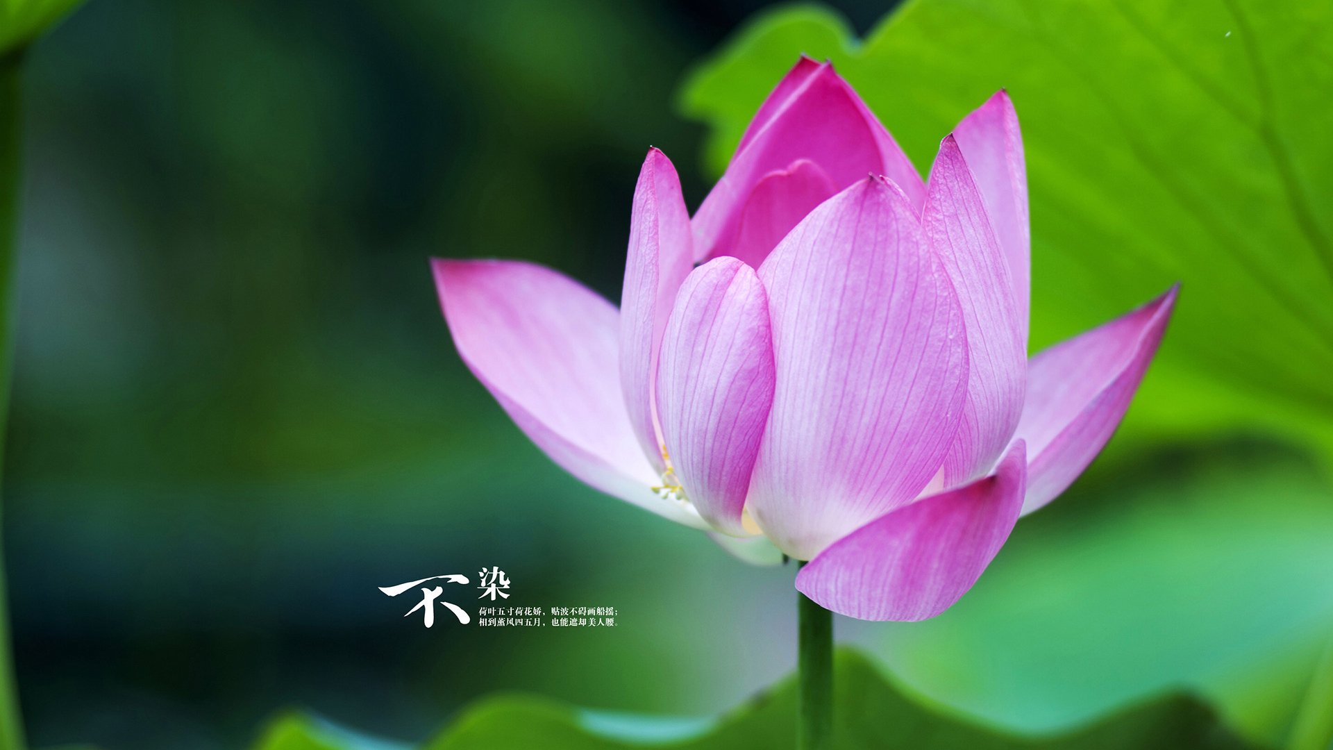 机械巨兽与不朽弯弓，当掘金的钢铁洪流遇见库里的最后一箭