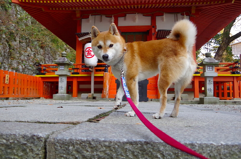 双线狂飙夜，当F1红灯熄灭，布克亮出末节死神镰刀