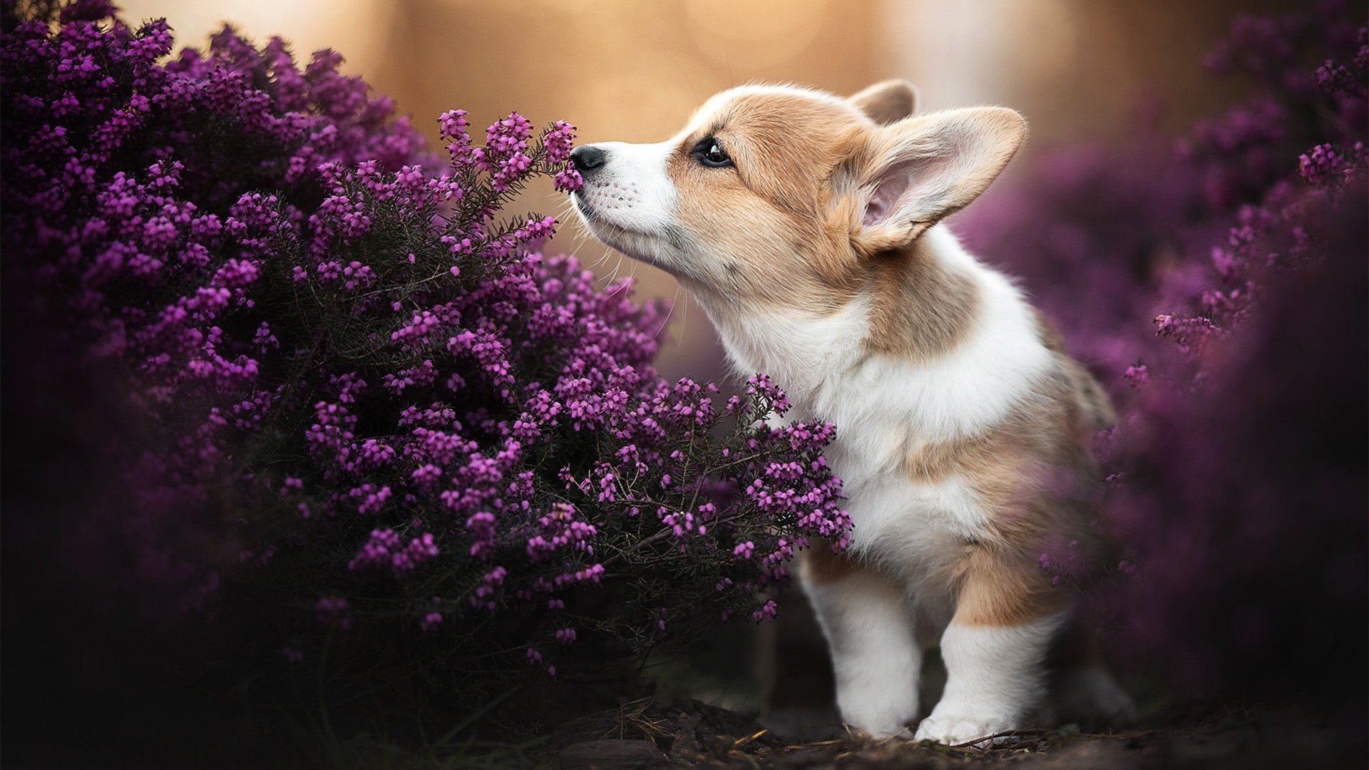 开云体育APP下载-蓝黑棋手的防守艺术，如何在绿茵棋盘上将杀拜仁，并解开摩洛哥足球的战术之谜
