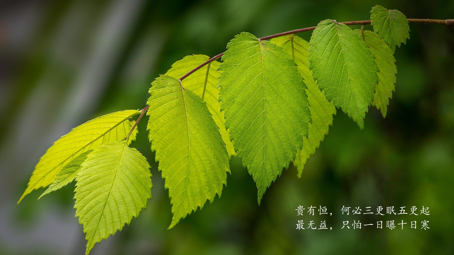 开云体育官网-沙漠风暴席卷多伦多，京多安归化首秀独造四球，沙特6-0血洗比利时创世界杯神话